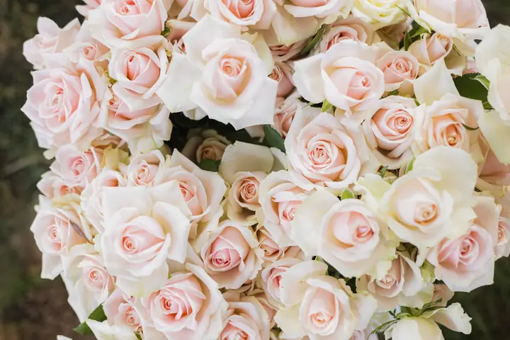 ארגז ורדים בגוון ורוד עדין, מקרוב